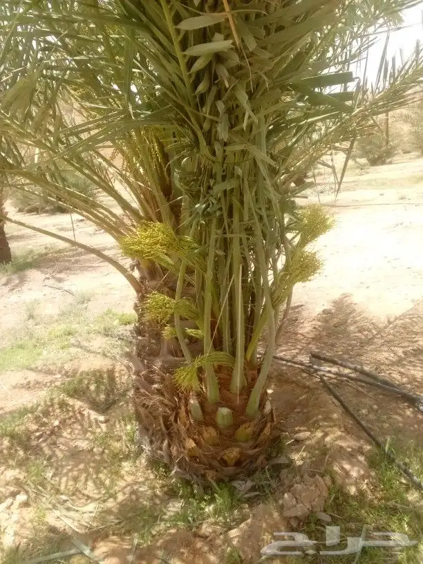 نخيل مثمر صقعي عجوه برحي اخلاص سكري 1
