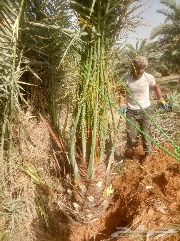 نخيل مثمر صقعي عجوه برحي اخلاص سكري 3