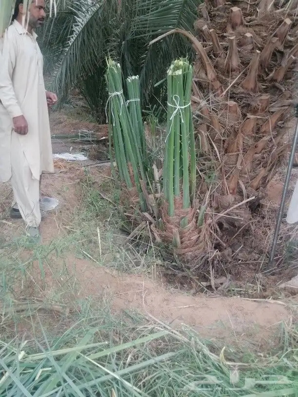 توريد وغرس النخيل 1