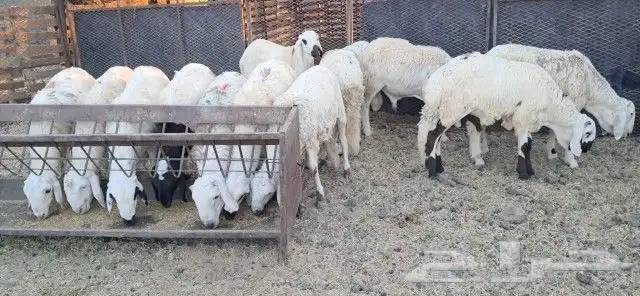 طليان سواكني مرابي 4
