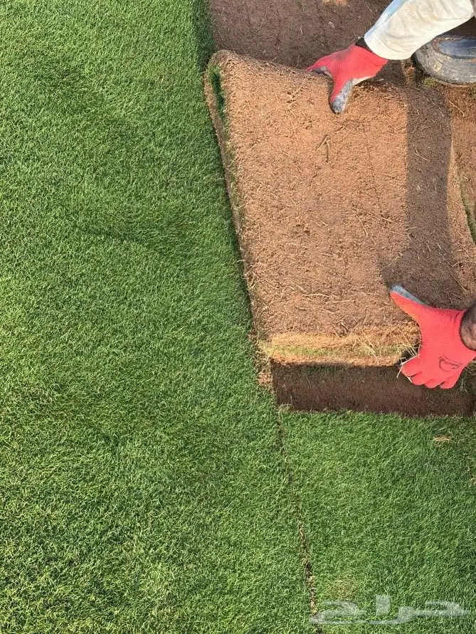 ثيل طبيعي يباني درج اولي صافي 1