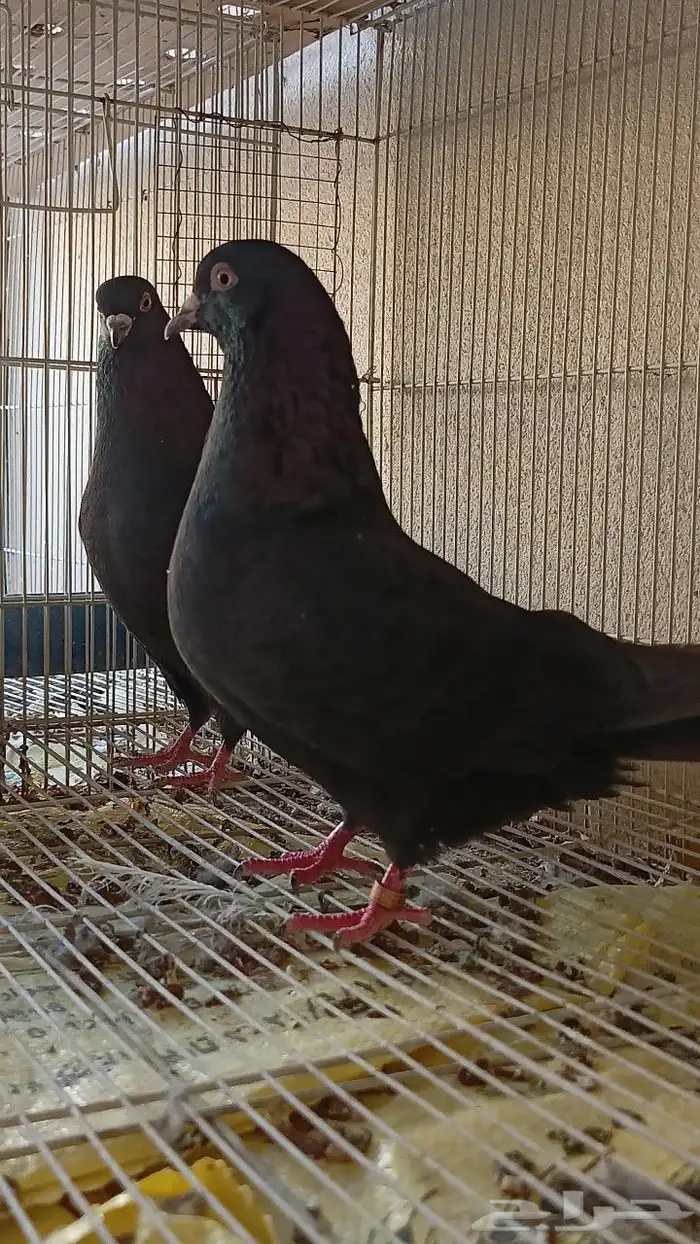 حمام قطايف 0