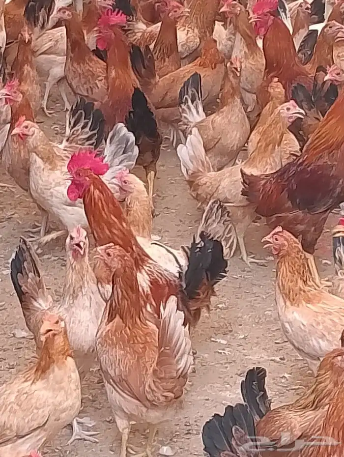 دجاج بياض 2