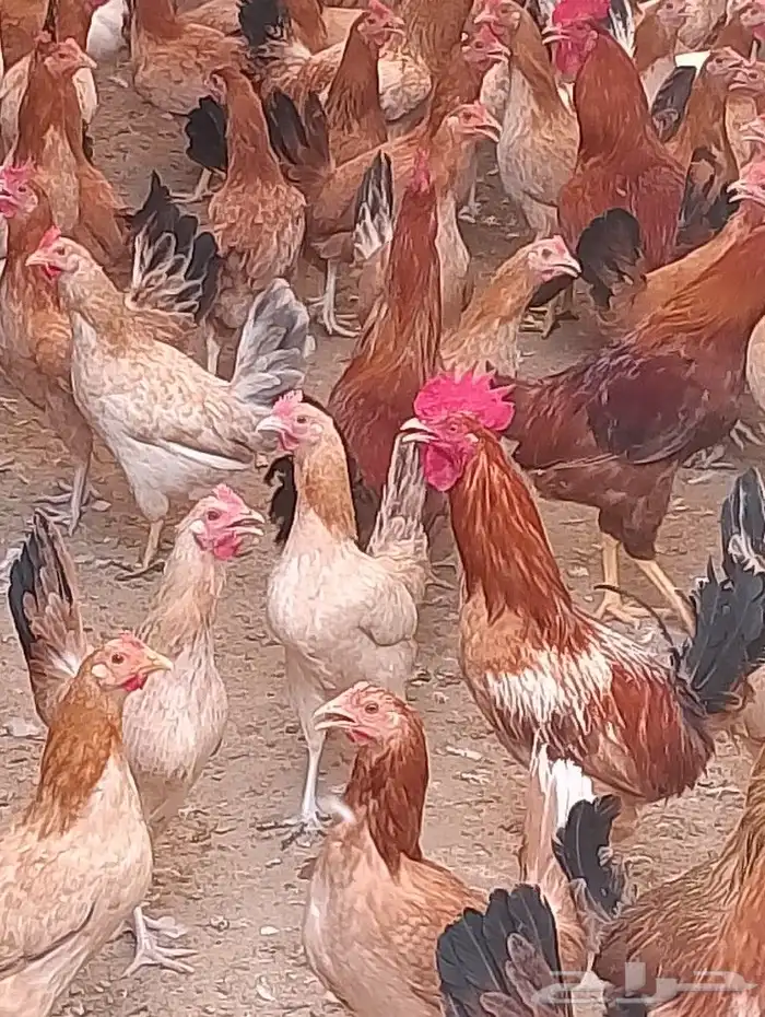 دجاج بياض 0