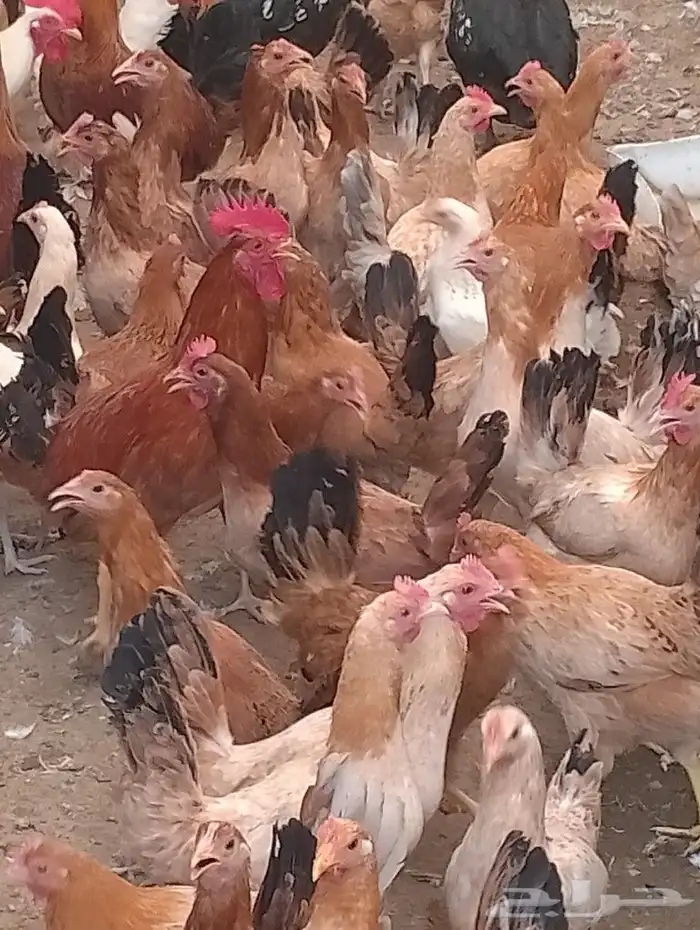 دجاج بياض 1