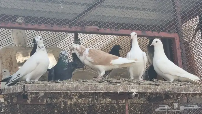 حمام مشكل اكثر من نوع 6