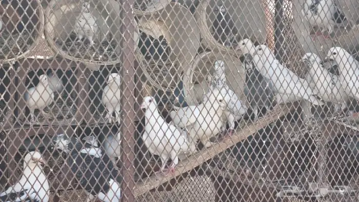 حمام مشكل اكثر من نوع 5