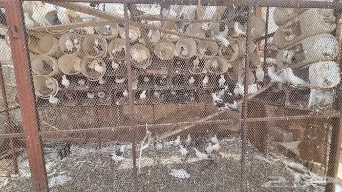 حمام مشكل اكثر من نوع 3