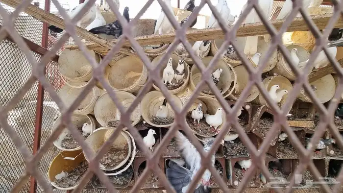 حمام مشكل اكثر من نوع 1