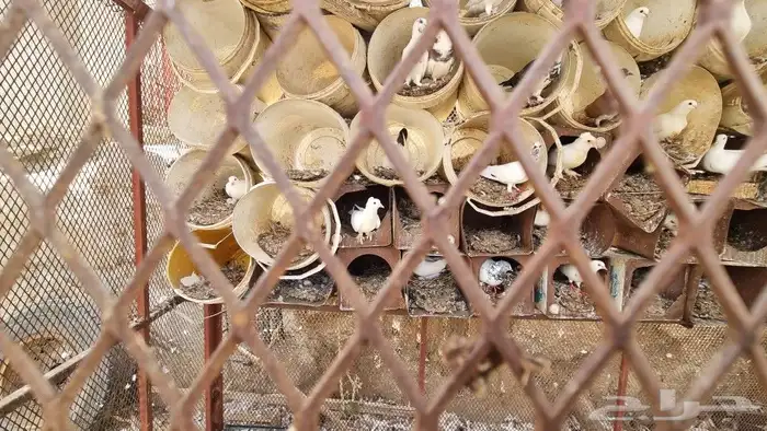 حمام مشكل اكثر من نوع 0