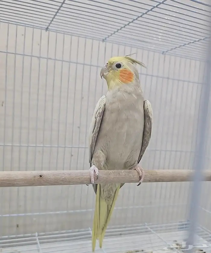 جوز كوكتيل للبيع 0