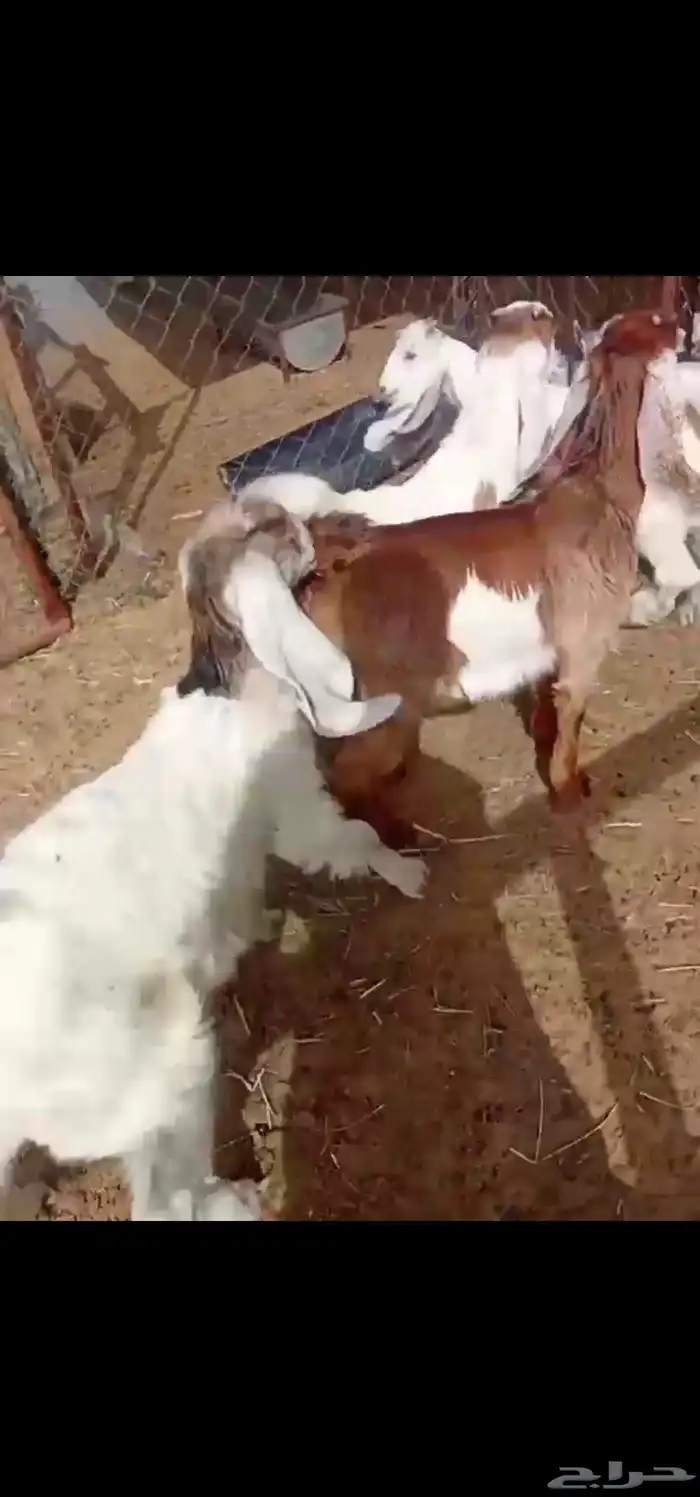 جفار فل 1