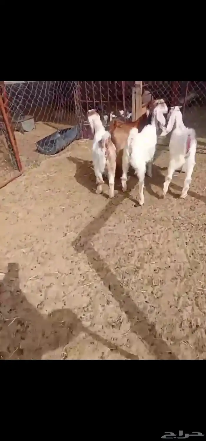جفار فل 4