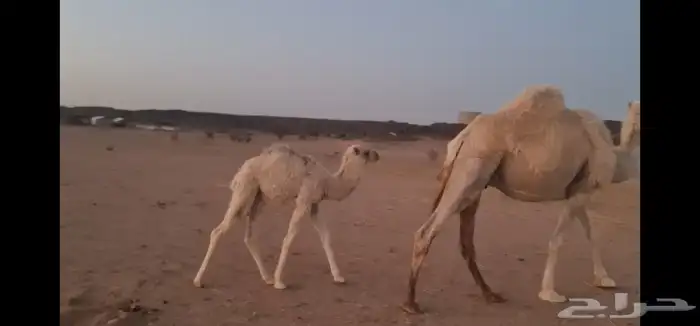 خلفه تحتها بكرة 6