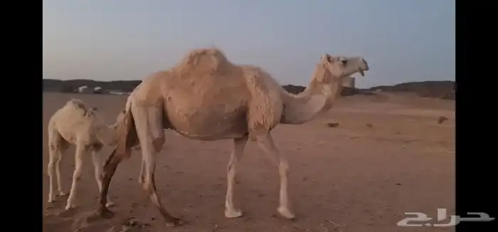 خلفه تحتها بكرة 7