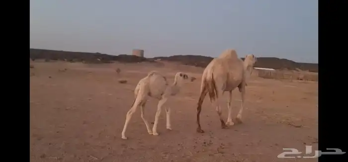 خلفه تحتها بكرة 5