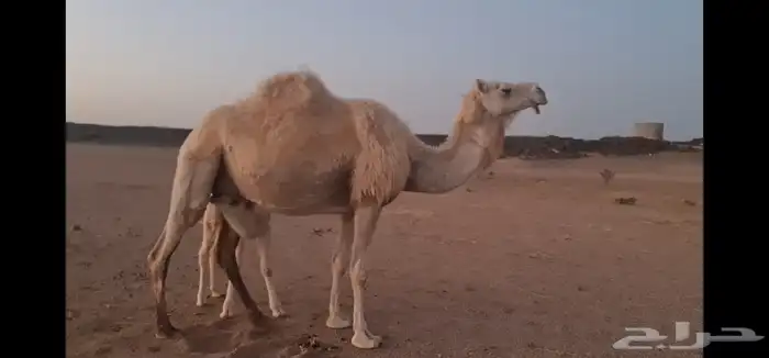 خلفه تحتها بكرة 4