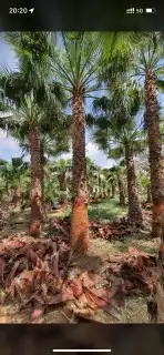 نخل واشنطن وعربي للبيع 2