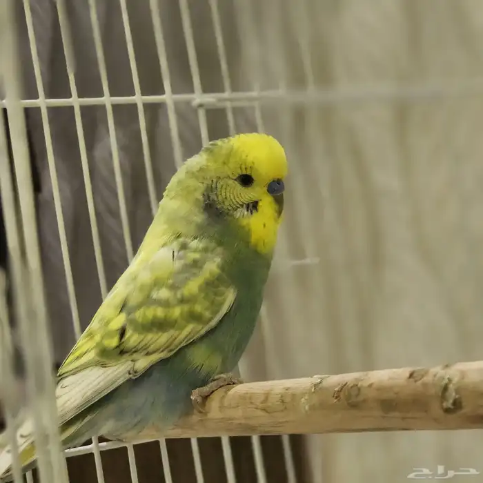 سلام عليكم ورحمة الله وبركاته طيور بادجي للبيع 0