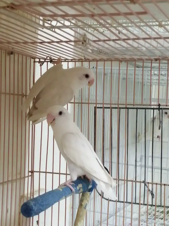 جوز روز منتج 2