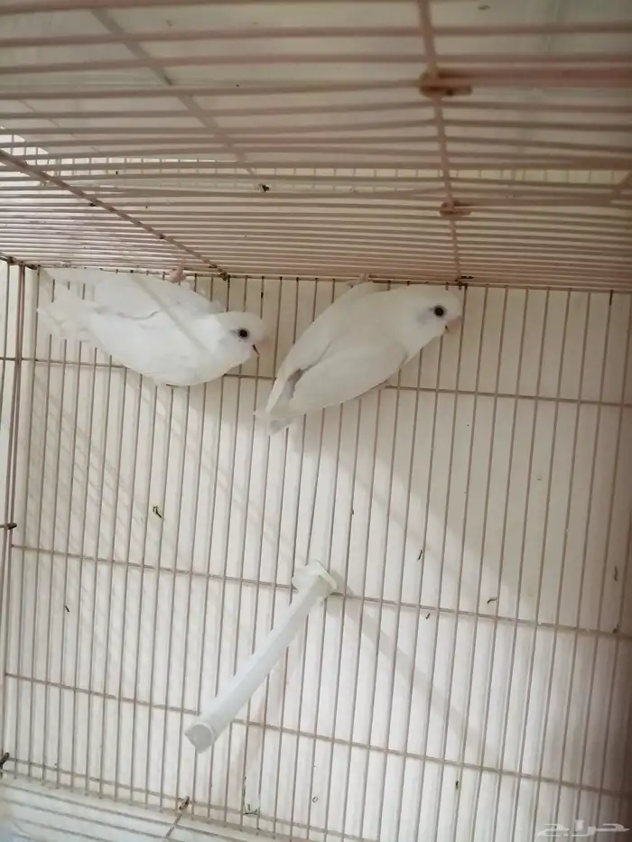 جوز روز منتج 3