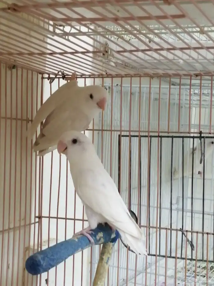 جوز روز منتج 1