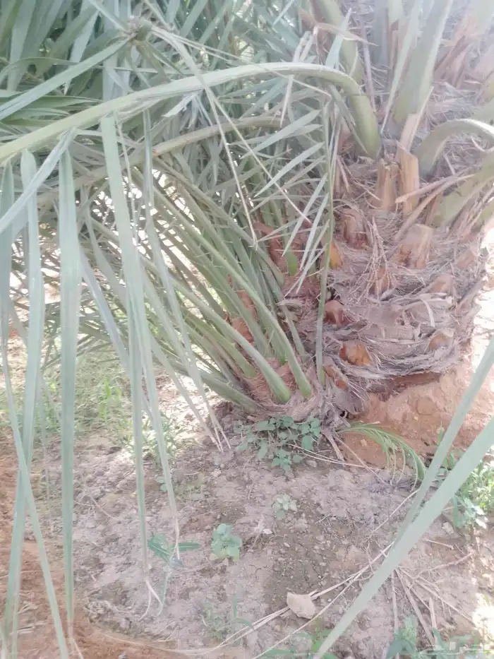 السلام عليكم ورحمه الله وبركاته 0