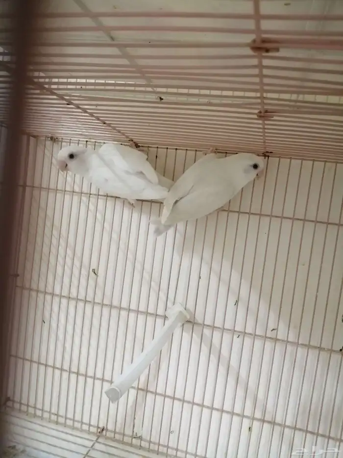 جوز روز منتج 0