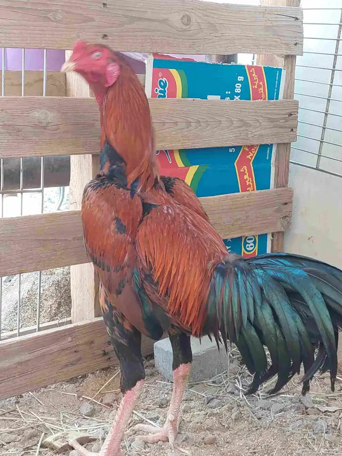 ديك سندي توب البطل 4