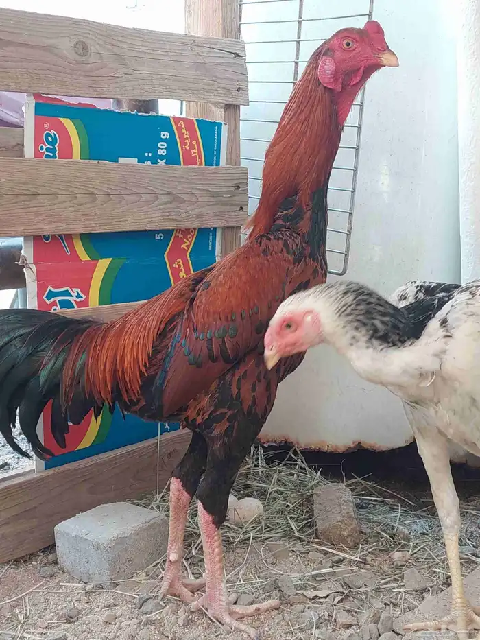 ديك سندي توب البطل 3
