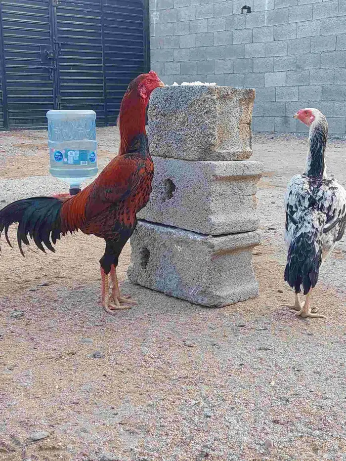 ديك سندي توب البطل 1