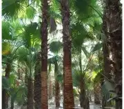 نخل واشنطن وعربي للبيع 7