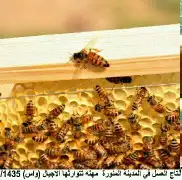 نحل غنامي عسال وانواع العسل الطبيعي الدوئي ويوجد خدمةالتوصيل 4