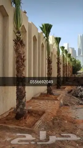 نخل واشنطن وعربي للبيع 6