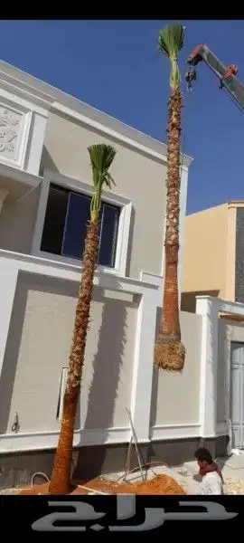 نخل واشنطن وعربي للبيع 8