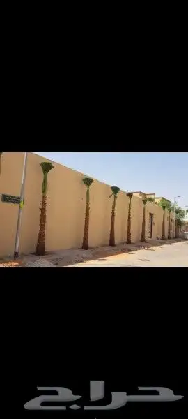 نخل واشنطن وعربي للبيع 5