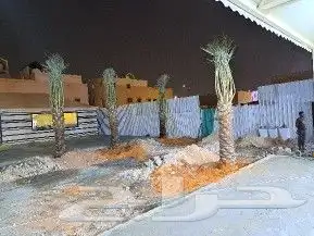 نخل واشنطن وعربي للبيع 9