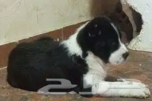 جراوي الباي 0