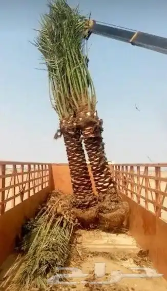 نوفر جميع انواع انخل الوشنطن والعربي 6