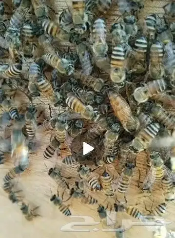 نحل غنامي عسال وانواع العسل الطبيعي الدوئي ويوجد خدمةالتوصيل 2