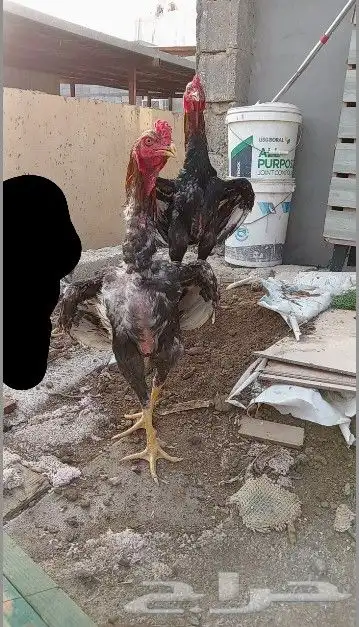 تم البيع ديوك شامو ياباني 1