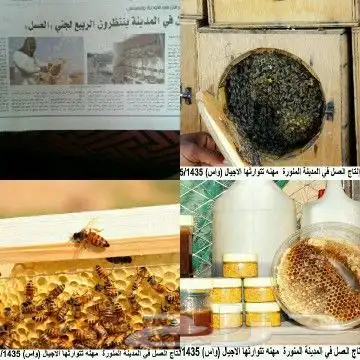 نحل غنامي عسال وانواع العسل الطبيعي الدوئي ويوجد خدمةالتوصيل 10