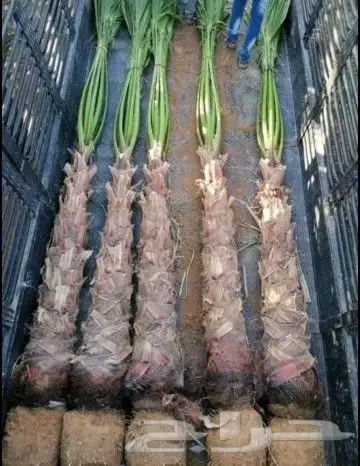 نخيل وأشنطوني الزينه والنخل العربي 3