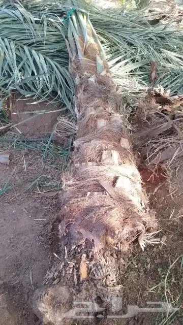 صنيه نخل مثمر روثانا برني العيص مجدول خلاص حلوه الجوف 3