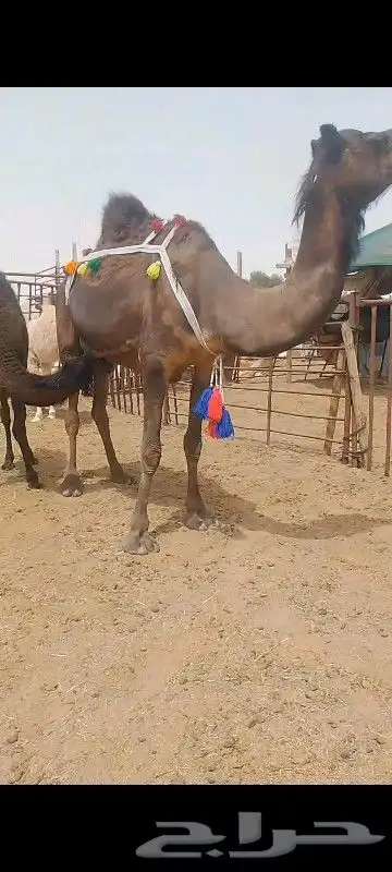 خلف سلم العدرب وحليب واجد هيد مره تحتها ثلاثه عقود سمين حليب 3