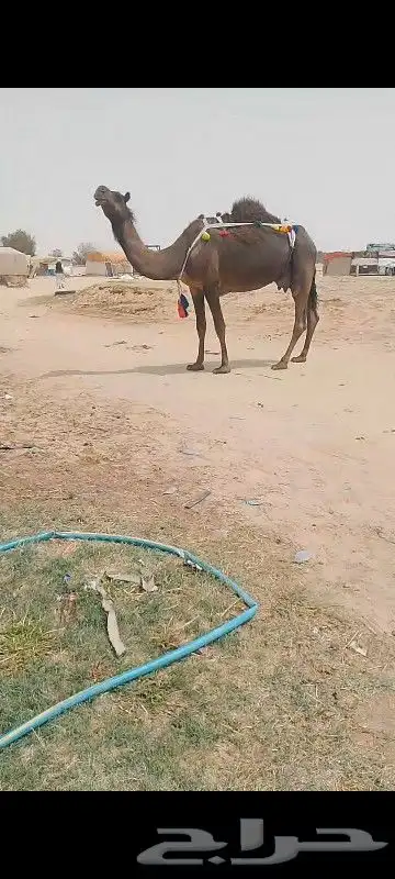 خلف سلم العدرب وحليب واجد هيد مره تحتها ثلاثه عقود سمين حليب 0