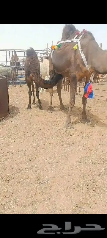 خلف سلم العدرب وحليب واجد هيد مره تحتها ثلاثه عقود سمين حليب 4