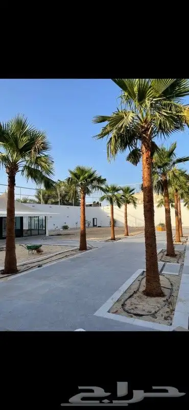 نخيل واشنطونيا   جميع انواع النخيل   تكريب   نظافة   قص سعف 1