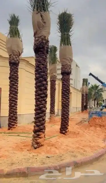 نخيل وأشنطوني الزينه والنخل العربي 0