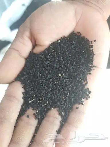 حبة البركة و زيتها ( عضوي نادر ) بشهادة عضوية 1